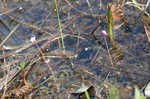 Eastern purple bladderwort